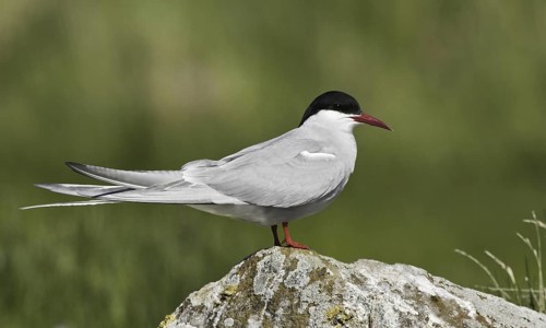 Arctic Tern (Sterna paradisaea), Iceland