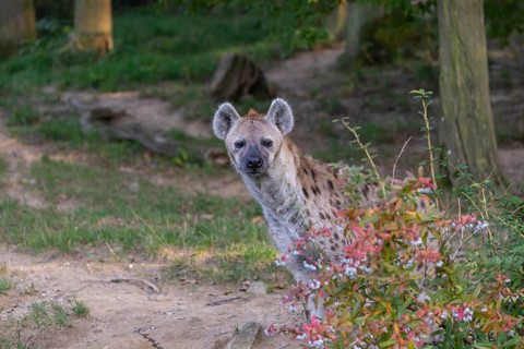 One young adult male spotted hyena (Crocuta crocuta), or laughing hyena standing behind some bushes