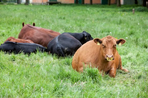 Cattle with a nose ring, Germany