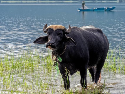 Water buffalo (Bubalus arnee) in the lake, Sri Lanka