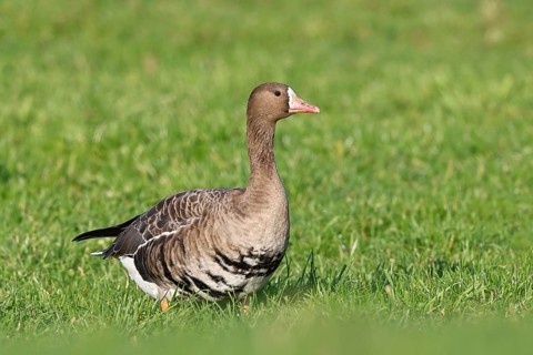 White-fronted goose (Anser albifrons), standing in a meadow in the wintering area, wildlife,