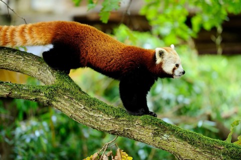 A red panda balancing on a branch in autumn light, Red panda (Ailurus fulgens), captive, Germany