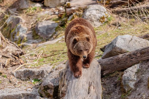 An adult female brown bear (Ursus arctos arctos) runs down a rotten tree trunk to the water