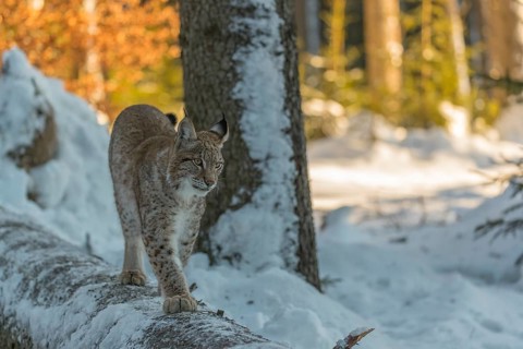 One young male Eurasian lynx, (Lynx lynx), balancing over a snow covered fallen tree in a forest in