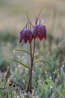 Snake's Head Fritillary (Fritillaria meleagris), Emsland, Lower Saxony, Germany