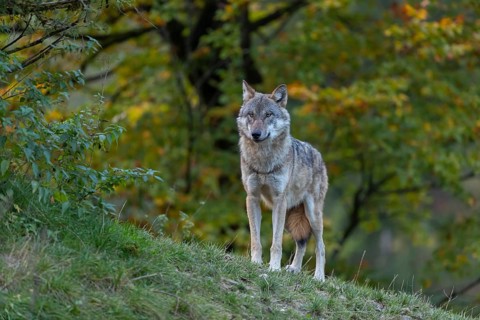 One eurasian gray wolf (Canis lupus lupus) standing on a hill on green grass with a forest in fall