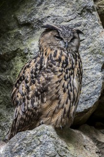 Eurasian eagle owl (Bubo bubo), sitting on rock ledge in cliff face