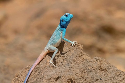Agama, rock agama, (Pseudotrapelus dhofarensis), (Agama agama), lizard, reptile, rock, stone,