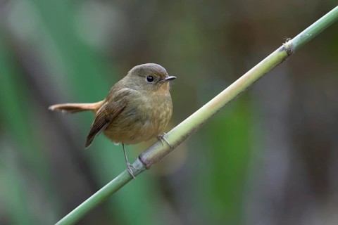 Slaty-blue Flycatcher (Ficedula tricolor), Thailand