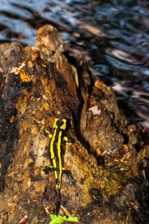 Animals, amphibians, tailed amphibians, true salamander, fire salamander, water bodies, one,