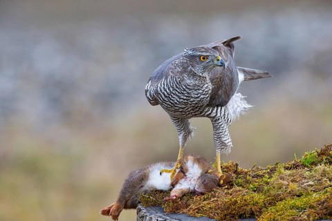 Goshawk (Accipiter gentilis) beheading squirrels Germany