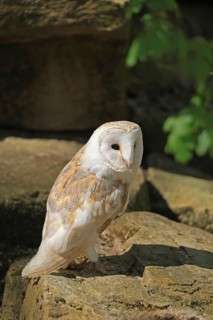 Barn owl (Tyto alba), Hofgeismar, Hesse, Germany