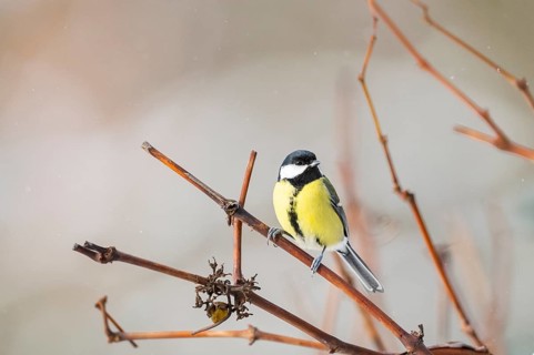 Great tit (Parus major) sitting on a branch, Bavaria, Germany