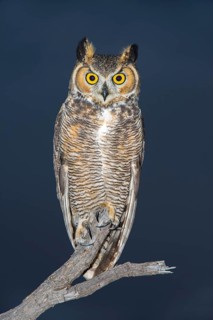 Great Horned Owl Bubo virginianus Tucson, Arizona, United States 18 October Adult. Strigidae