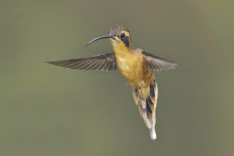 Grey-chinned Hermit (Phaethornis griseogularis), Ecuador