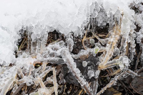 Iced reed stalks, Åre, Jämtland, Sweden, October 2021