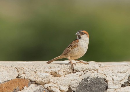 Iago Sparrow (Passer iagoensis) male, Cape Verde