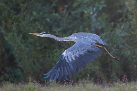 Grey Heron (Ardea cinerea) flying, North Rhine-Westphalia, Germany