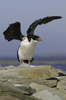 Imperial Shag (Leucocarbo atriceps), Falkland Islands