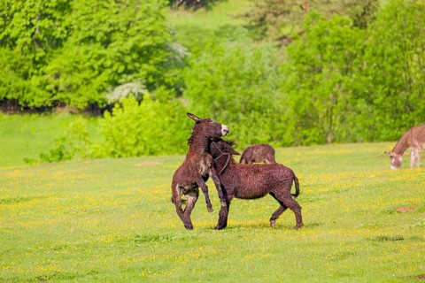 Two mixed breed donkey stallions fight