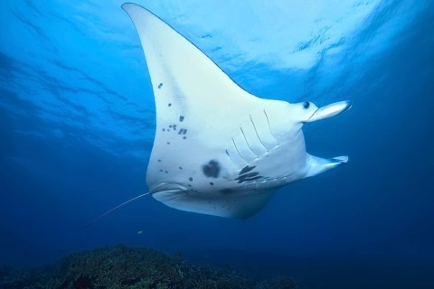 Giant ray (Manta) Plankton-eater swims in ocean coastal waters close to shore over coral reef of