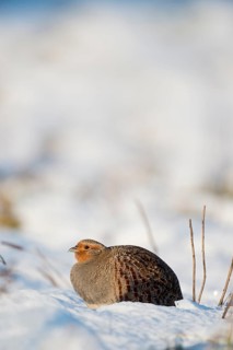 Grey Partridge (Perdix perdix) perched on snowy field, North Rhine-Westphalia, Germany
