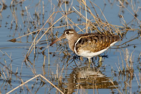 Greater Painted-snipe, Rostratula benghalensis, Botswana, Chobe NP