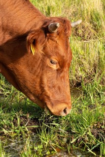 Artiodactyla, Bavaria, Bos Taurus sspec.5, cattle, even-toed ungulate, high-altitude cattle, Upper