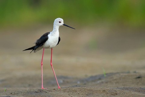 Black-winged Stilt (Himantopus himantopus) female, Subotica, Serbia
