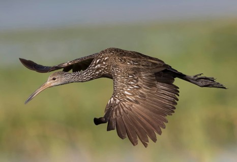 Limpkin (Aramus guarauna) flying, Florida, USA