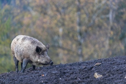 One wild boar or wild pig (Sus scrofa), walking over a muddy opening searching for food, with an