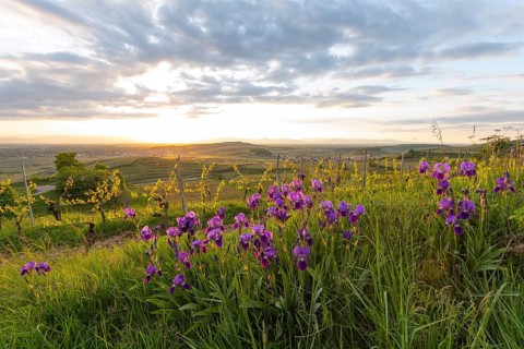 Purple irises (Iris) blooming in a vineyard at sunset. View from Mondhalde towards the Rhine Valley