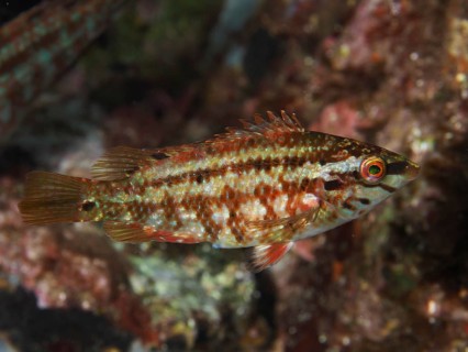 A fish with red-brown camouflage, peacock wrasse (Symphodus tinca), swimming in a reef, dive site