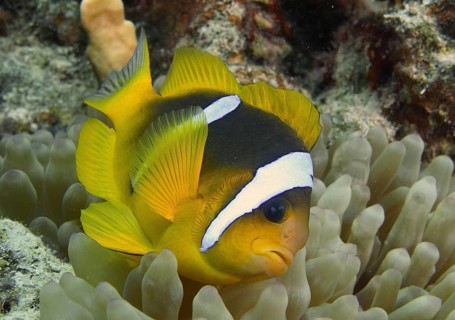 Red sea anemonefish (Amphiprion bicinctus)
