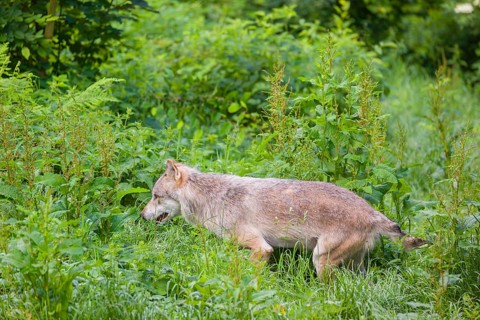 An adult male gray wolf (Canis lupus lupus) runs across a green meadow in hilly terrain