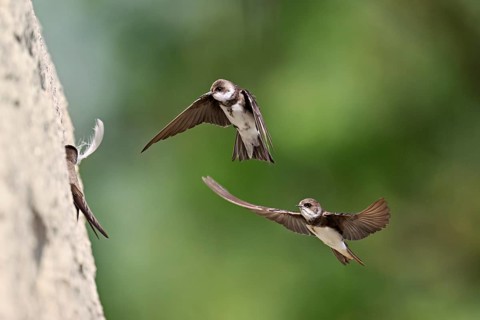 Sand martins (Riparia riparia), in flight, Reussegg nature reserve, Canton Aargau, Switzerland