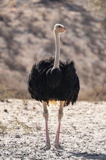 Common ostrich (Struthio camelus), Kgalagadi Transfrontier National Park, Northern Cape, South