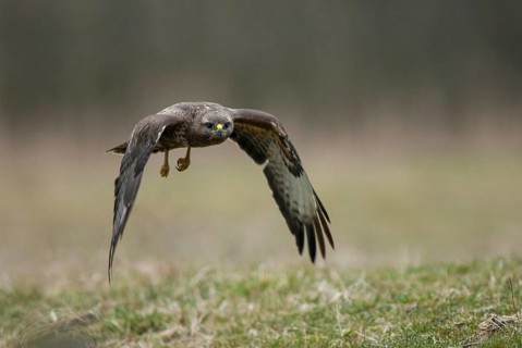 Accipitriformes, buzzard, buteo buteo, buzzard, buzzard, birds of prey, leo, raptor, raptors, birds