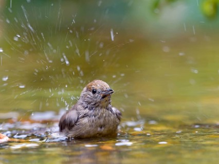 Blackcap (Sylvia atricapilla), a female bathing in shallow water with droplets on her feathers,