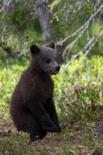 European brown bear, Karelia, Finland