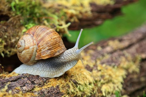 A brown snail crawls across moss-covered tree bark in its natural habitat, a Roman snail (Helix