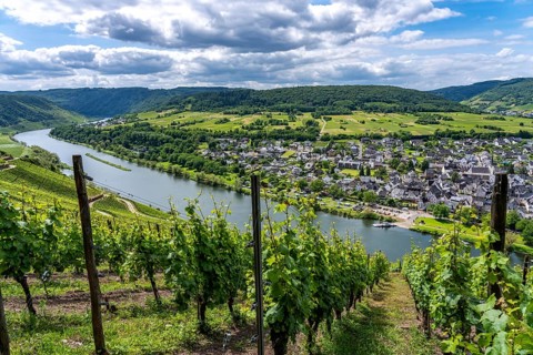 The wine town of Pünderich, in the district of Cochem-Zell, on the Moselle, view from the vineyards