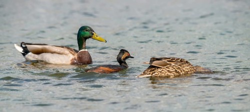 Anas platyrhynchos, black-necked grebe, mallard, podiceps nigricollis, black-necked grebe, mallard,