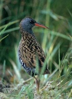 Rallus aquaticus, water rail, birds, gruiformes, high size, portrait, crane birds, rails, railings,