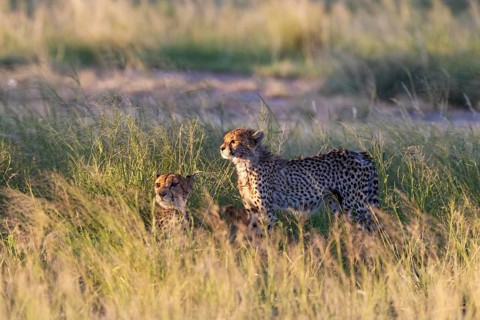 Cheetah (Acinonyx jubatus). Female on the left and cub. Kalahari Desert, Kgalagadi Transfrontier