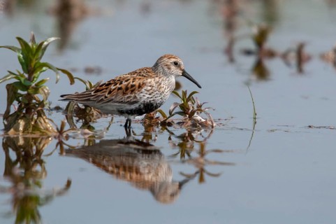 Alpine sandpipers, Calidris alpina, Dunlin, birds, charadriiformes, limikolen, mirror, snipe birds,
