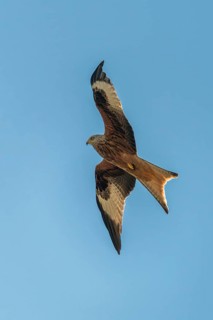 Accipitriformes, Milvus Milvus, Red Kite, Red Kite, Birds, Flying, Flight, Birds of Prey, High