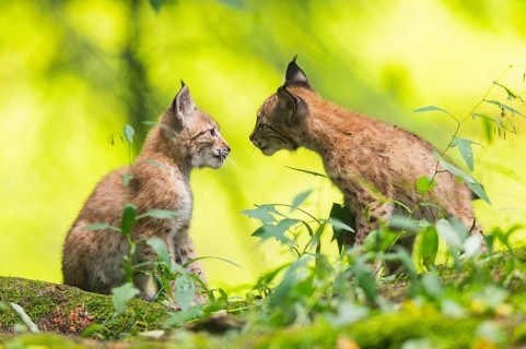 Eurasian lynx (Lynx lynx) youngsters (cubs) playing with each other in a forest, Bavaria, Germany