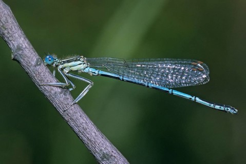 Azure damselfly, blue feather dragonfly, platycnemis pennipes, white-legged damselfly, damselflies,
