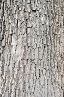 English oak (Quercus robur, Quercus pedunculata), bark detail, North Rhine-Westphalia, Germany